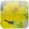 Logo of Lovely Mai Flower Live Wallpaper android Application 